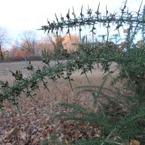 Photographie n°1032383 du taxon Ulex europaeus L. [1753]