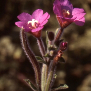 Photographie n°1032674 du taxon Epilobium hirsutum L.