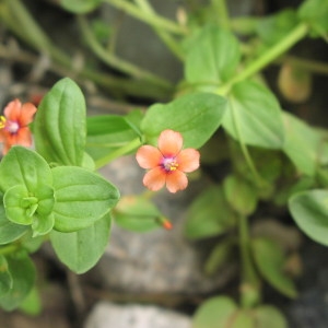 Photographie n°1032690 du taxon Lysimachia arvensis subsp. arvensis 