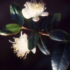 Photographie n°1032697 du taxon Myrtus communis var. leucocarpa DC. [1828]