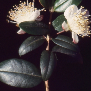 Photographie n°1032698 du taxon Myrtus communis var. leucocarpa DC. [1828]