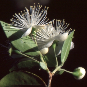 Photographie n°1032701 du taxon Myrtus communis var. leucocarpa DC. [1828]