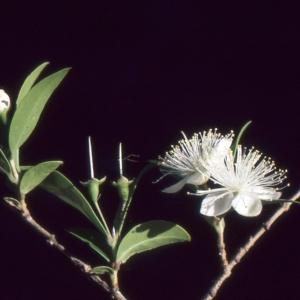 Photographie n°1032705 du taxon Myrtus communis var. leucocarpa DC. [1828]