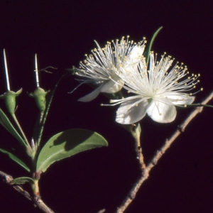 Photographie n°1032707 du taxon Myrtus communis var. leucocarpa DC. [1828]