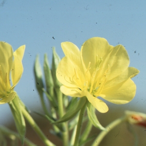 Photographie n°1032719 du taxon Oenothera rubricaulis Kleb. [1914]