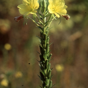 Photographie n°1032720 du taxon Oenothera rubricaulis Kleb. [1914]