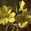  Liliane Roubaudi - Oenothera rubricaulis Kleb. [1914]