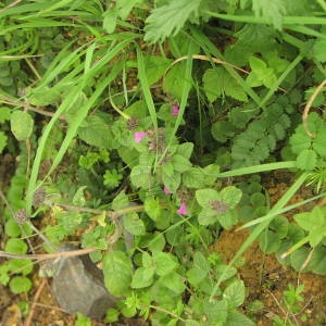 Photographie n°1033010 du taxon Clinopodium vulgare L. [1753]