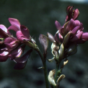 Photographie n°1033135 du taxon Onobrychis viciifolia subsp. montana (DC.) Gams [1924]