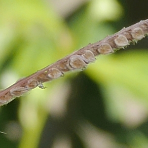 Photographie n°1033167 du taxon Paspalum dilatatum Poir.