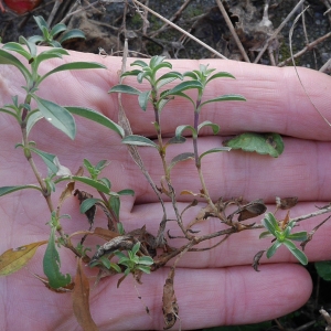 Photographie n°1033230 du taxon Saponaria ocymoides L.