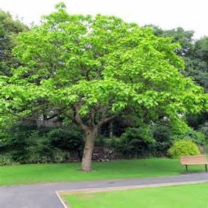 Photographie n°1033902 du taxon Catalpa bignonioides Walter [1788]