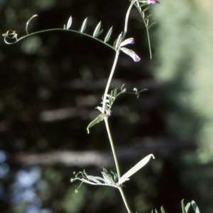 Photographie n°1034701 du taxon Vicia cracca subsp. tenuifolia (Roth) Bonnier & Layens [1894]