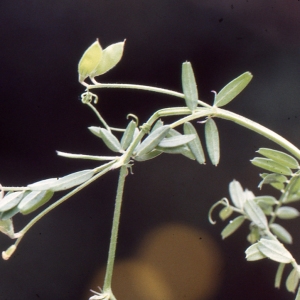 Photographie n°1034718 du taxon Vicia disperma DC. [1813]