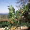  Liliane Roubaudi - Vicia hybrida L. [1753]