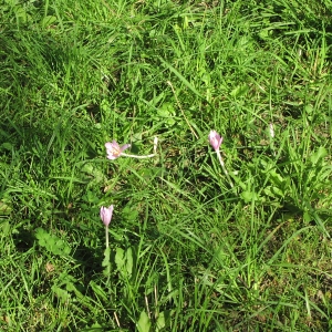 Photographie n°1034971 du taxon Colchicum autumnale L. [1753]