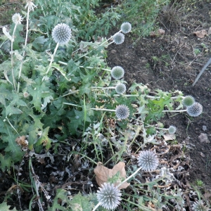 Photographie n°1035209 du taxon Echinops ritro L. [1753]