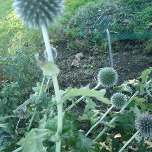 Photographie n°1035210 du taxon Echinops ritro L. [1753]