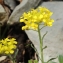  Catherine LHOTE - Erysimum nevadense subsp. collisparsum (Jord.) P.W.Ball [1990]