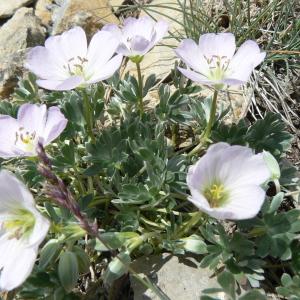 Photographie n°1035364 du taxon Geranium argenteum L. [1756]