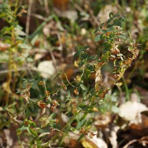 Photographie n°1035588 du taxon Hypericum perforatum L. [1753]