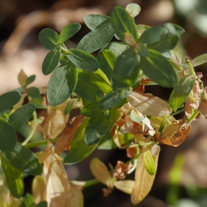 Photographie n°1035589 du taxon Hypericum perforatum L. [1753]