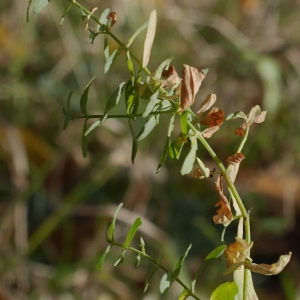 Photographie n°1035590 du taxon Hypericum perforatum L. [1753]