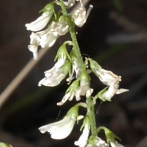 Photographie n°1035595 du taxon Trigonella alba (Medik.) Coulot & Rabaute [2013]