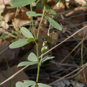 Photographie n°1035596 du taxon Trigonella alba (Medik.) Coulot & Rabaute [2013]