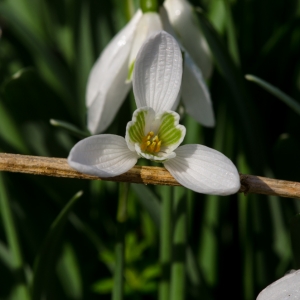 Photographie n°1036426 du taxon Galanthus nivalis L. [1753]