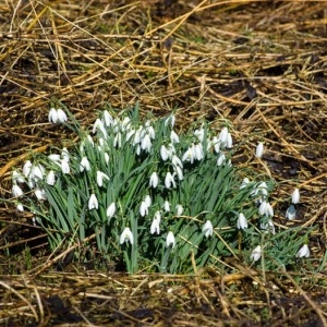 Photographie n°1036428 du taxon Galanthus nivalis L. [1753]
