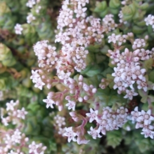 Photographie n°1036682 du taxon Sedum L.