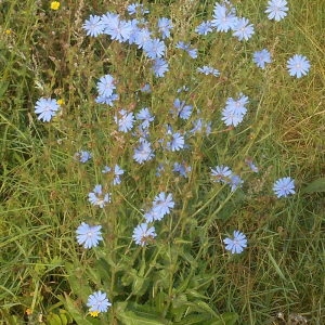 Photographie n°1036753 du taxon Cichorium intybus L. [1753]