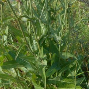 Photographie n°1036767 du taxon Cichorium intybus L. [1753]