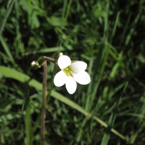 Photographie n°1037699 du taxon Saxifraga granulata L. [1753]