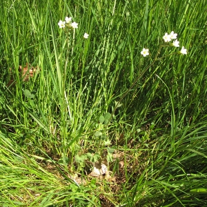 Photographie n°1037700 du taxon Saxifraga granulata L. [1753]