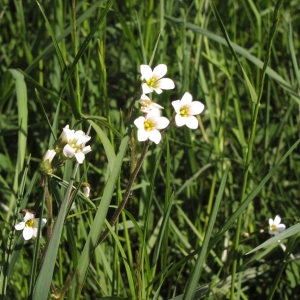 Photographie n°1037701 du taxon Saxifraga granulata L. [1753]