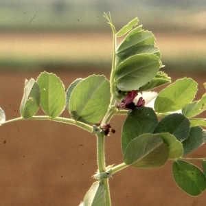 Photographie n°1040070 du taxon Vicia narbonensis subsp. serratifolia (Jacq.) Ces. [1844]