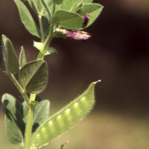 Photographie n°1040072 du taxon Vicia narbonensis subsp. serratifolia (Jacq.) Ces. [1844]