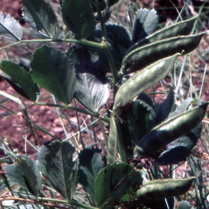 Photographie n°1040076 du taxon Vicia narbonensis subsp. serratifolia (Jacq.) Ces. [1844]