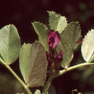 Photographie n°1040077 du taxon Vicia narbonensis subsp. serratifolia (Jacq.) Ces. [1844]