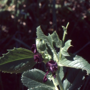 Photographie n°1040080 du taxon Vicia narbonensis subsp. serratifolia (Jacq.) Ces. [1844]