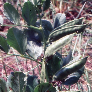 Photographie n°1040081 du taxon Vicia narbonensis subsp. serratifolia (Jacq.) Ces. [1844]