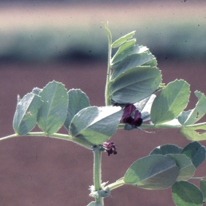 Photographie n°1040082 du taxon Vicia narbonensis subsp. serratifolia (Jacq.) Ces. [1844]