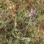  Liliane Roubaudi - Vicia onobrychioides L. [1753]