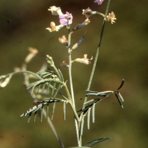 Photographie n°1040094 du taxon Vicia peregrina L. [1753]
