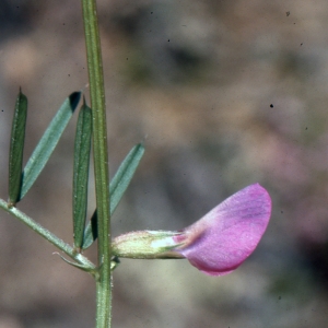 Photographie n°1040096 du taxon Vicia peregrina L. [1753]