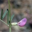  Liliane Roubaudi - Vicia peregrina L. [1753]