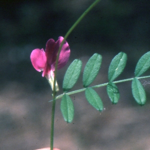 Photographie n°1040101 du taxon Vicia sativa subsp. amphicarpa (L.) Batt. [1889]