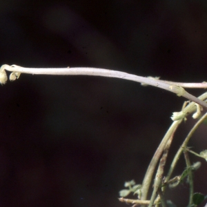 Photographie n°1040102 du taxon Vicia sativa subsp. amphicarpa (L.) Batt. [1889]